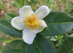 camellia sinensis