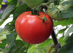 plamenjaca-paradajza