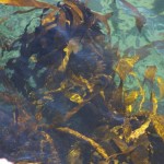 Morske alge kao hrana i lek