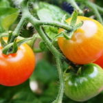 Sok od paradajza recept kako se pravi