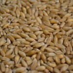 Tritikale žitarica u ishrani cena uzgoj prinos
