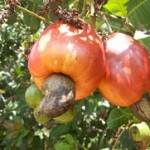Indijski orah kalorije zdravlje proteini cena oraščić