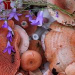 Rujnica gljiva slike i recepti
