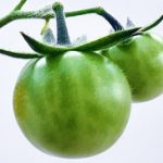 Zeleni ajvar od zelenog paradajza recepti