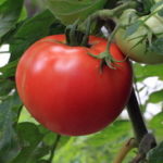 Prskanje paradajza sodom bikarbonom, mlekom, belim lukom i preslicom