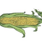 Šta je gustin ili kukuruzni skrob cena i kako se koristi