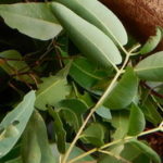 Eterično ulje eukaliptusa za inhalaciju sinuse i lakše disanje