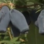 Haskap voće – kamčatska borovnica – uzgoj, kako se jede i lekovita svojstva