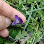 Divlja ljubičica kao lek (Viola odorata) (video)