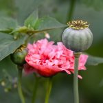 Mak biljka (Papaver somniferum) – gajenje za seme maka i medicinski opijum