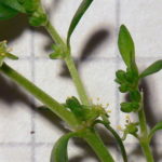 Biljka kilavica, sitnica ili turska trava – Herniaria glabra