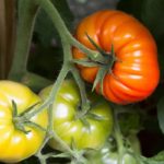 Preduslov za uspeh u uzgoju paradajza je plodored. Evo o čemu se radi
