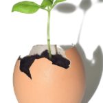 Kako koristiti ljuske jaja za proizvodnju rasada