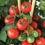 Želite velike plodove i puno plodova – evo kako prihranjivati paradajz
